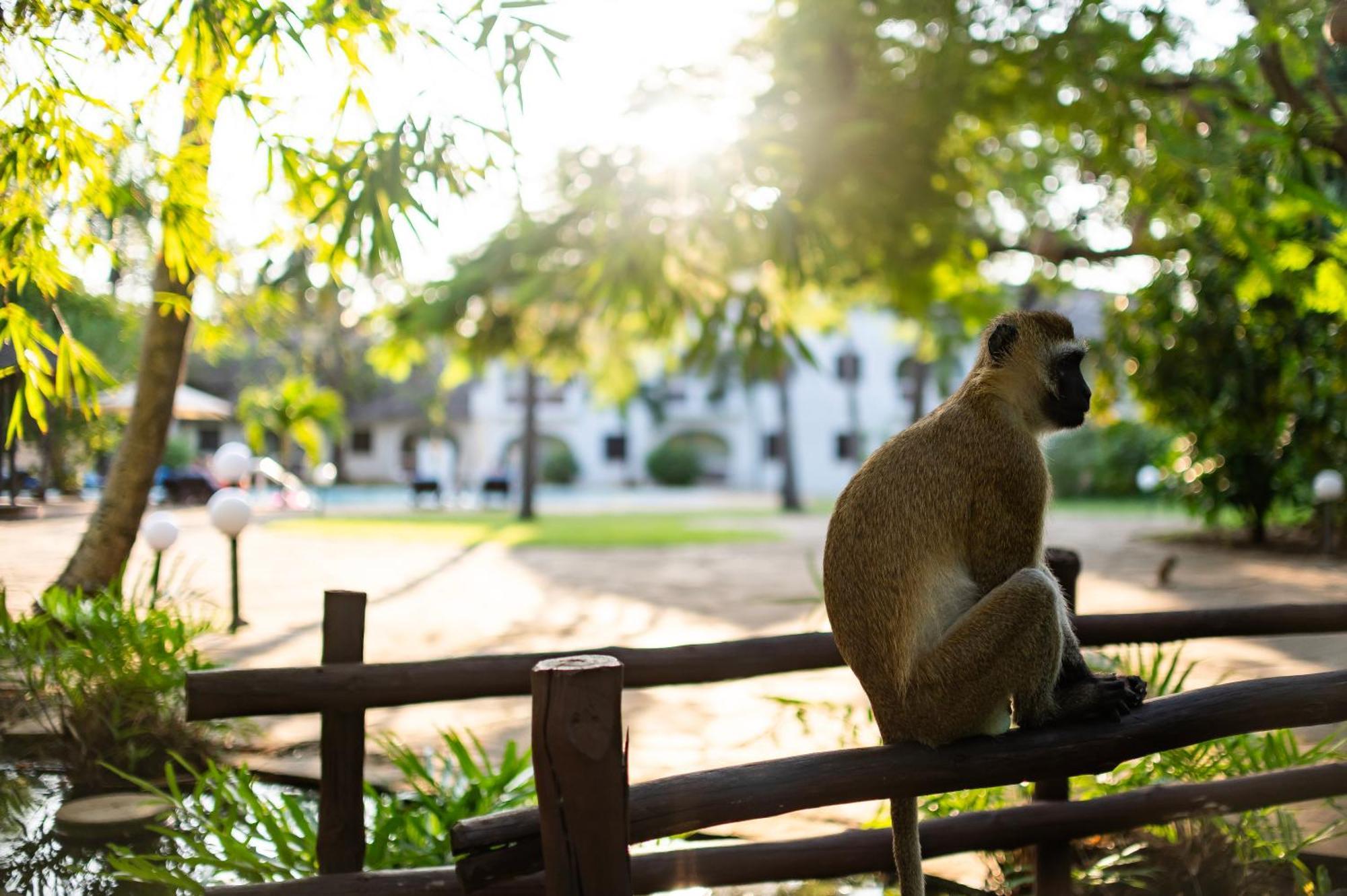 Diamonds Leisure Beach & Golf Resort Diani Beach Esterno foto A vervet monkey at the Johannesburg Zoo